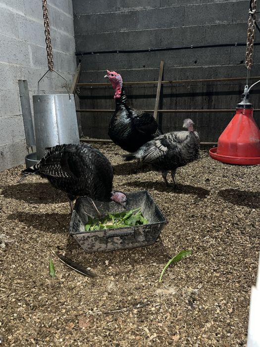 Venda de perus adultos e novos