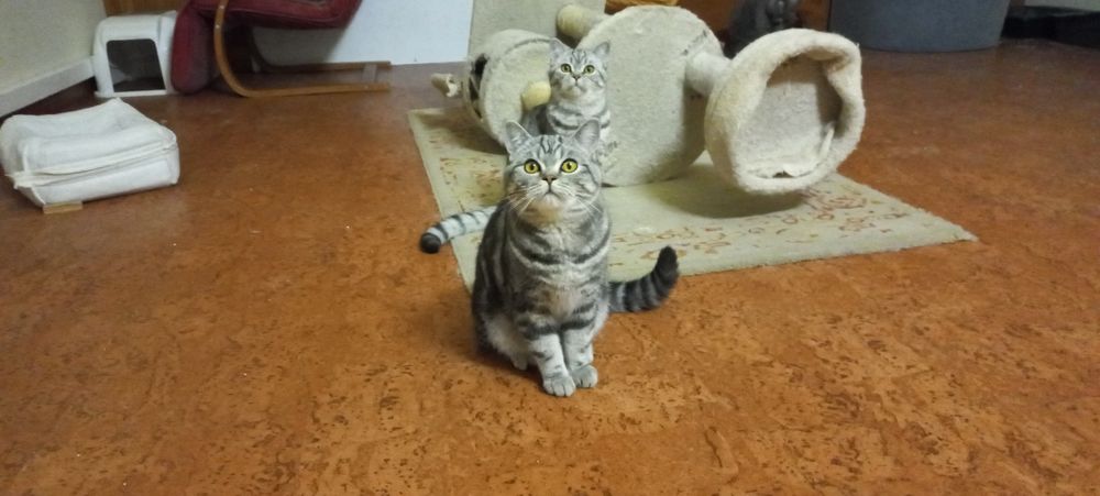 Gato British Shorthair