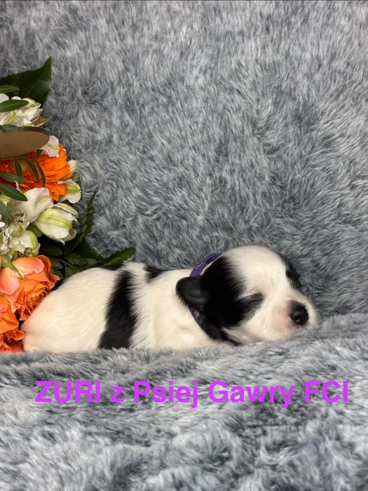 HAWAŃCZYK ZKwP szczeniaczek