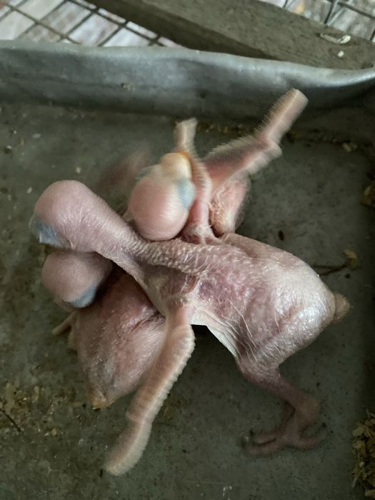 Ring neck para criar mâo