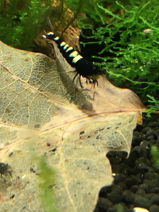 Krewetki pinto zebra