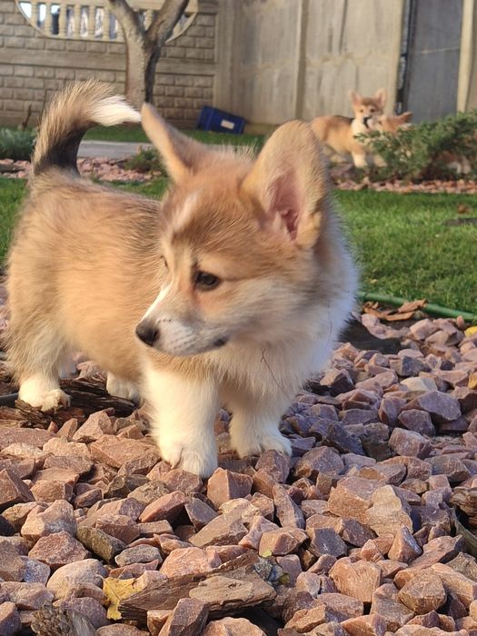 Цуценя Коргі дівчатка з довгим хвостиком, 35.000 грн