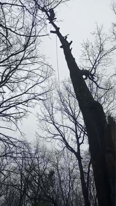 Спил деревьев любой сложности