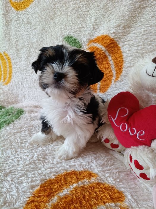Biewer Yorkshire Terrier ZkwP FCI
