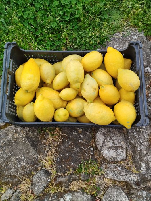 Limões - produção caseira