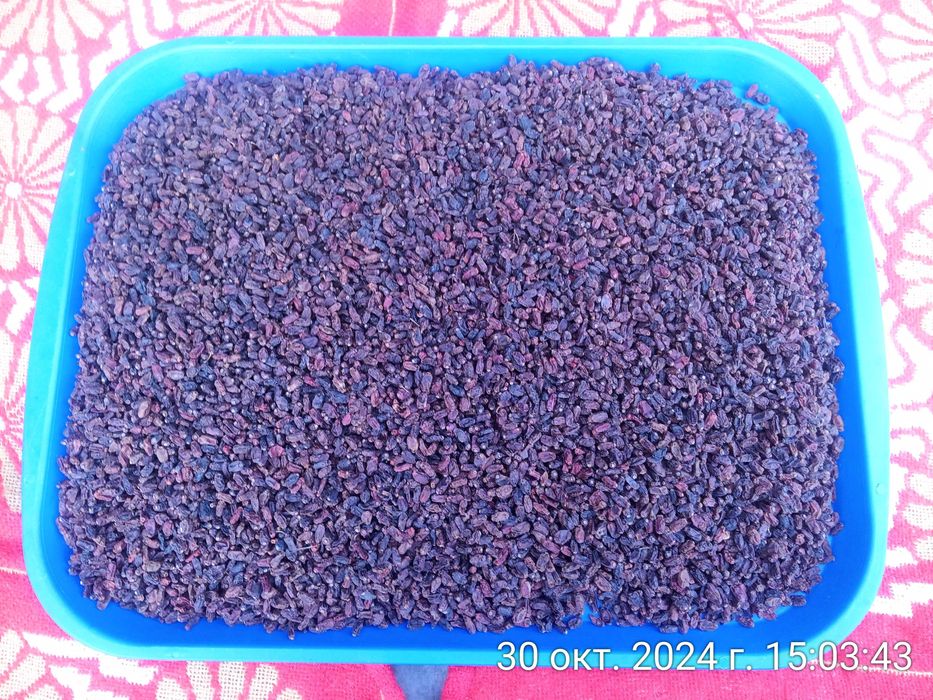 Барбарис сушёный, собранный в лесу.