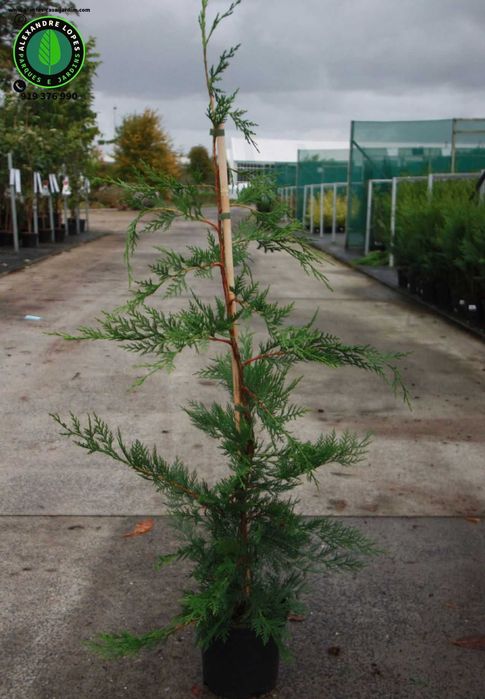 Ciprestes para sebe e vedações - Cupressocyparis leylandi