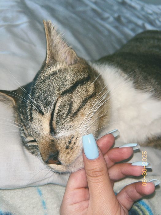 Dou gatinho de 2 aninhos