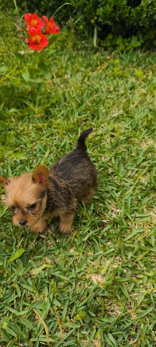 Yorkshire Terrier miniatura fêmea criado em ambiente familiar