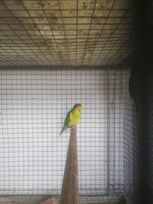 Piriquito limão macho