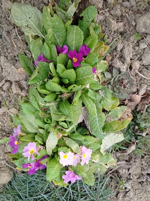 Nadwyżki bylin do ogrodu