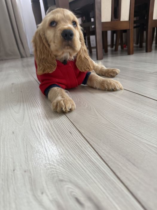 Cocker Spaniel Angielski
