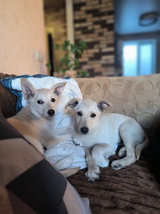 Ларс і Лорна шукають родини