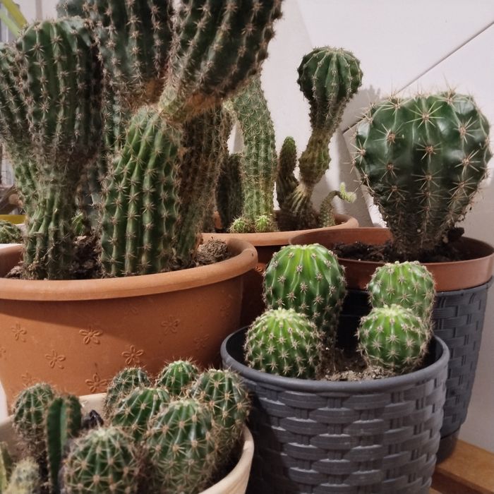 Кактуси   домашні