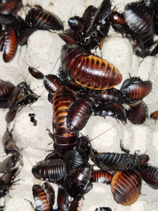 4 k wylęgu i 400 dużych karaczanów tureckich oraz 30 madagaskarskich