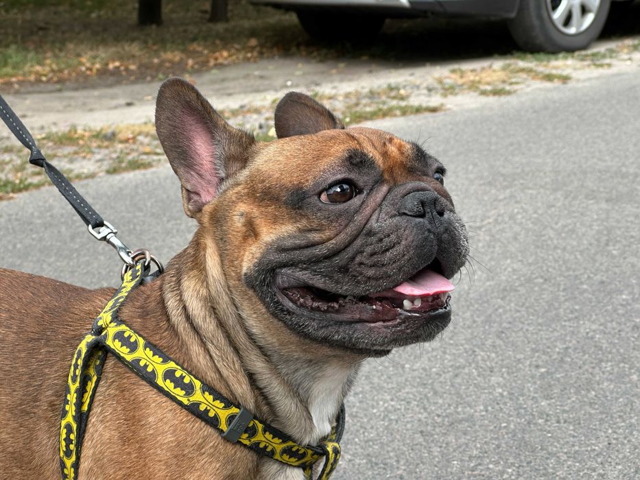 Француз шукає француженку, В'ЯЗКА