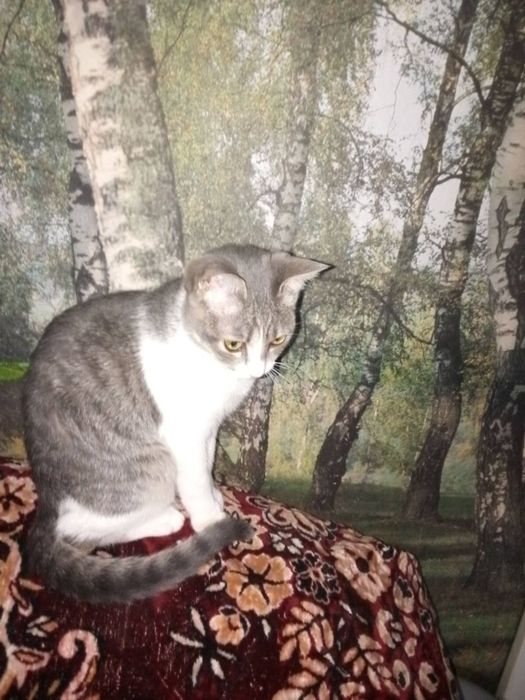 Котики шукають для кого стати новорічним подарунком