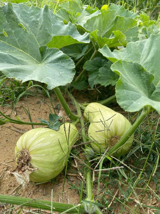 Abóboras buternut