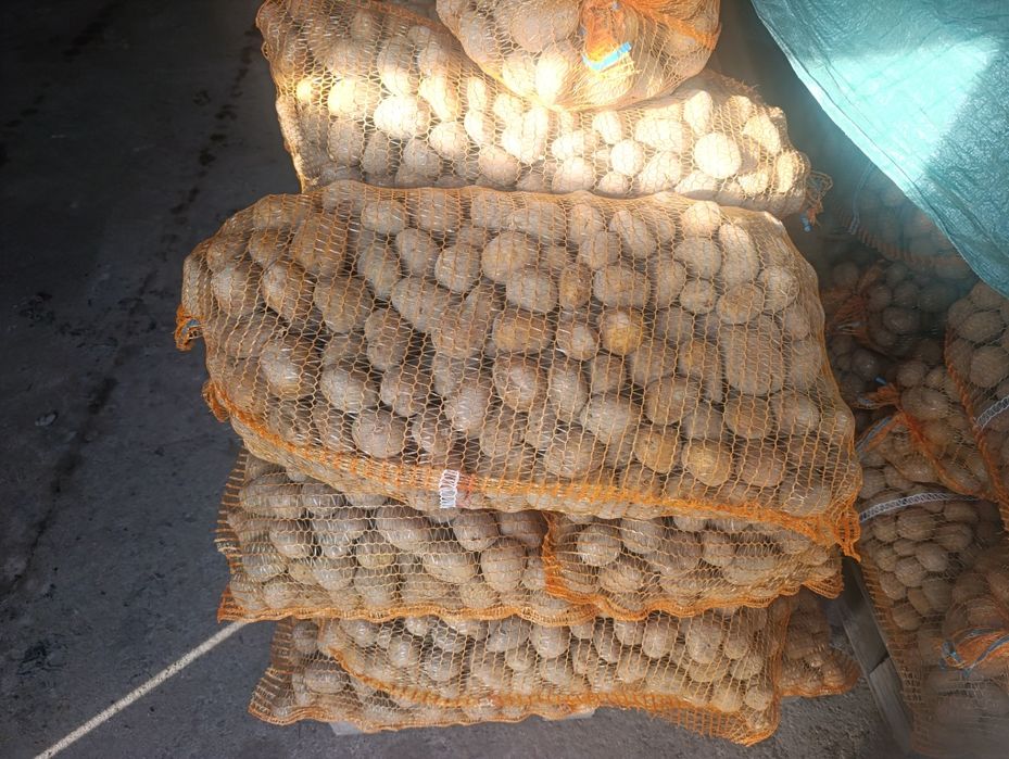 Ziemniaki  wielkość sadzeniaków