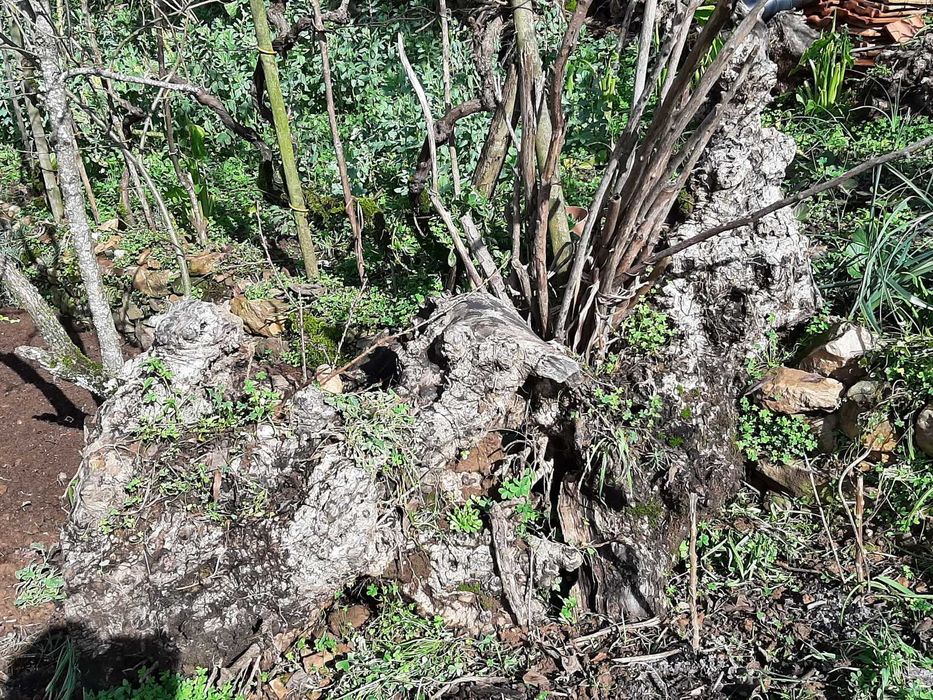 Troncos de Oliveira Centenária – Ideais p/ Arte, Escultura e Decoração
