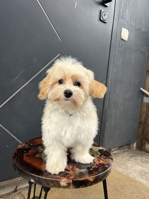 Мальтипу девочка