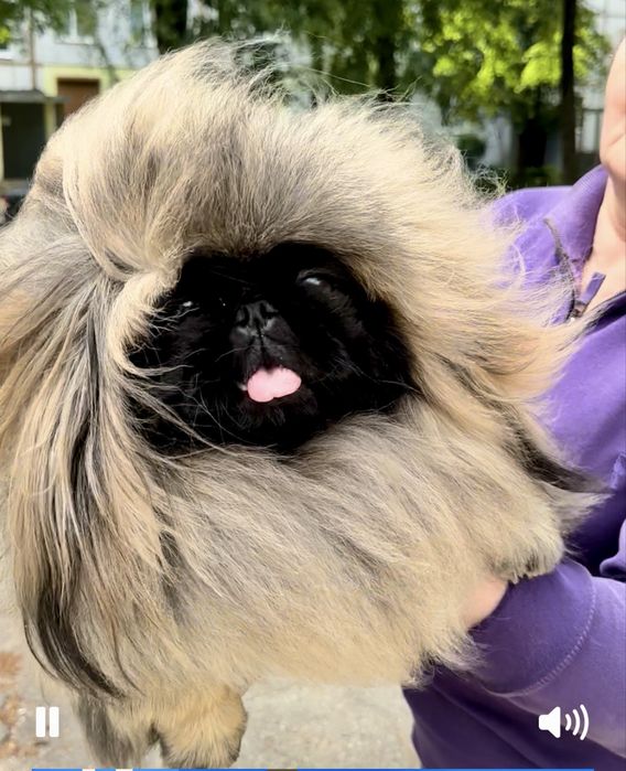 Пекінес хлопчик