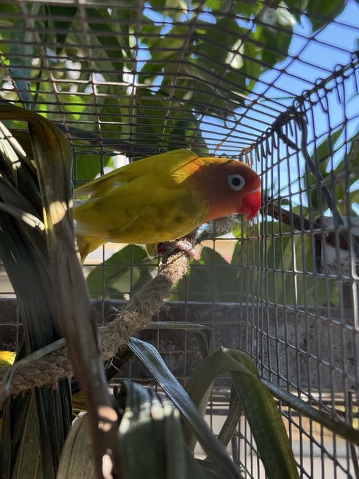 Agapornis fisher Agapone