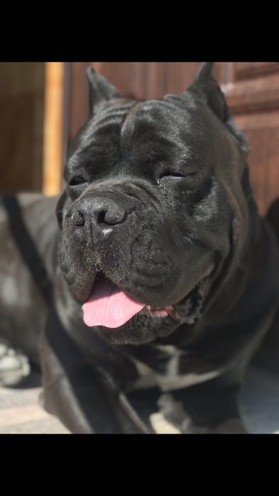 Кане Корсо в`язка