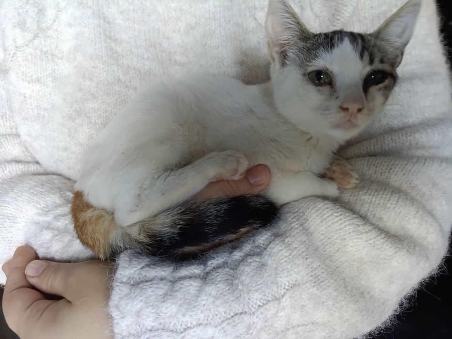 Gatinha para adoção responsável