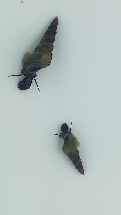 Caracóis Buzios Melanoides