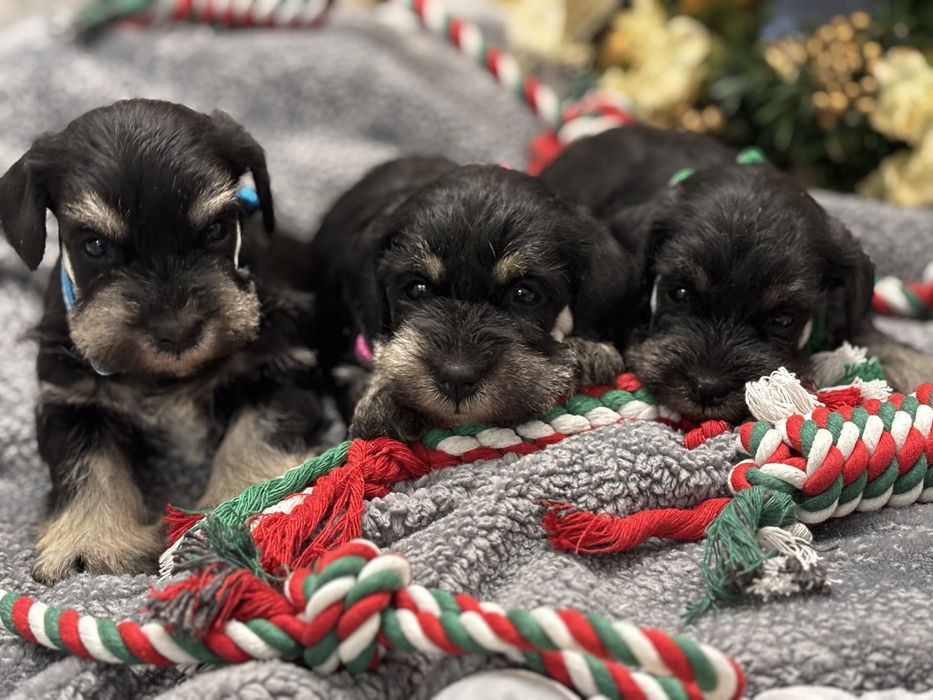 Sznaucer miniaturowy piesek Film