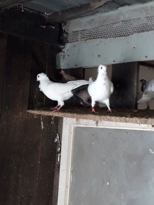 Gołębie rasowe kościerzyna