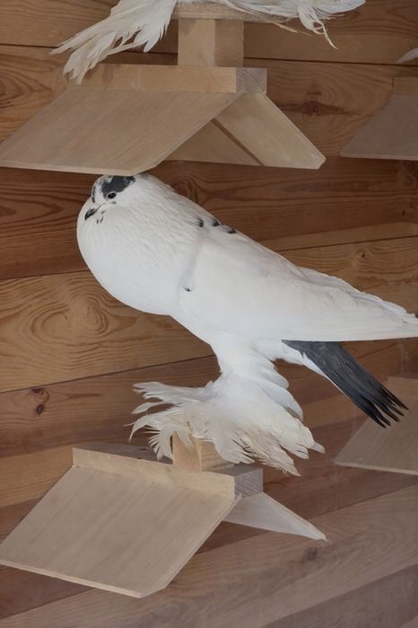 Samiec garłacza z 2025 roku