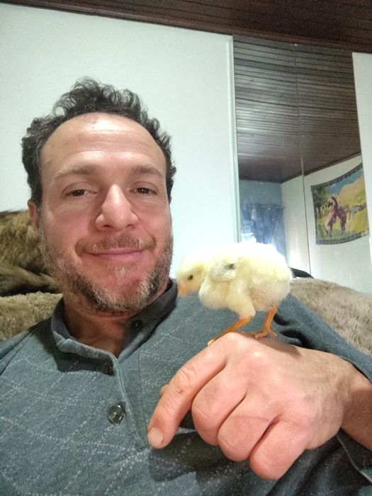 Galinhas Índio Gigante