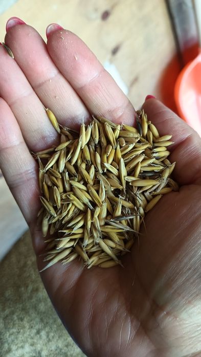 Sprzedam owies z tegorocznych zbiorów