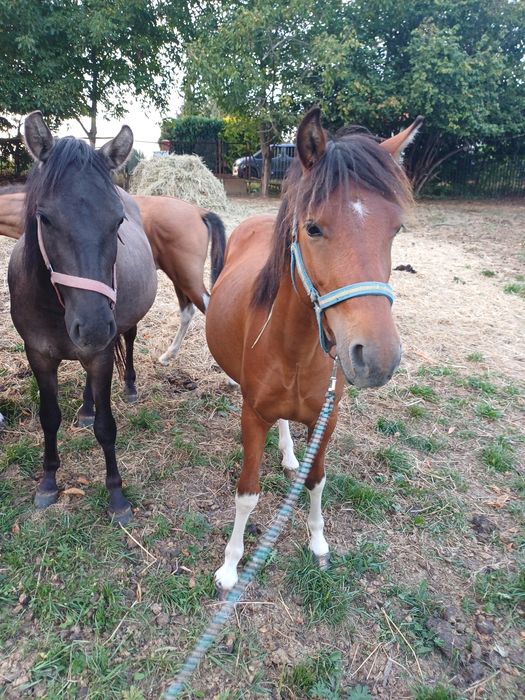 Wałach huculski 2,5 roku