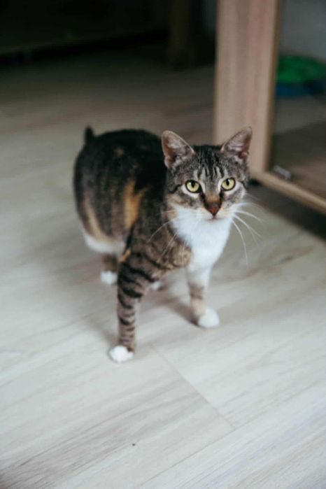 Мальва шукає дім терміново