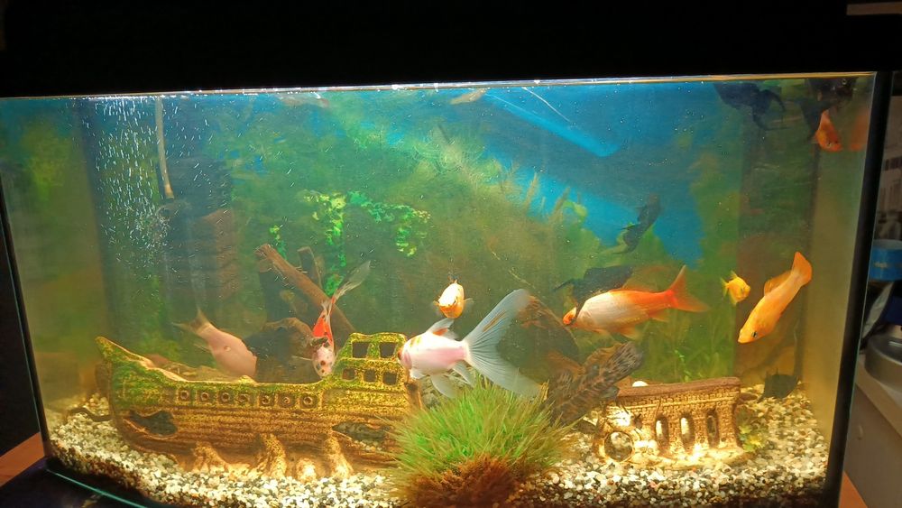 Witam sprzedam akwarium 54l kompletne .