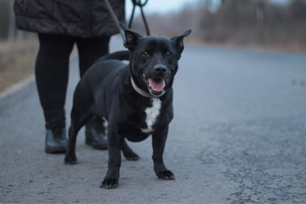 Sympatyczny Doniu czeka na swoją szansę na dom