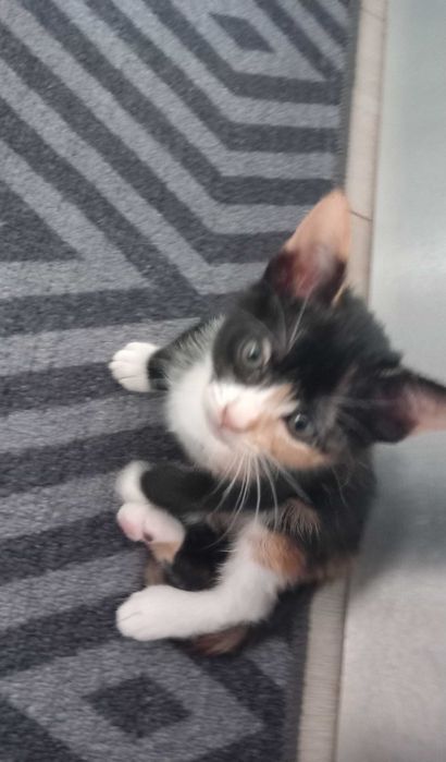 Gatinhos para adopção responsável