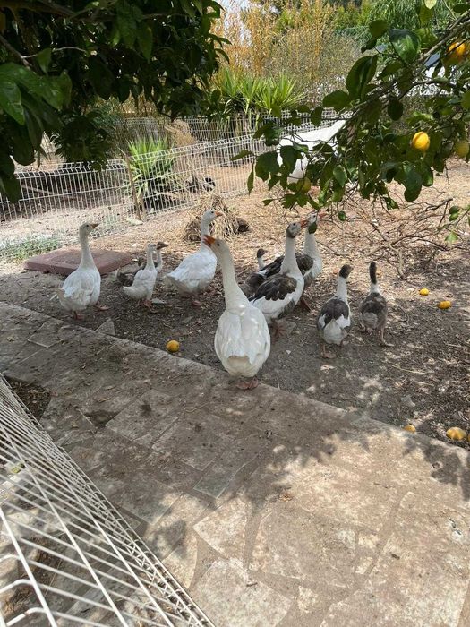 Vendo 14 Gansos adultos e bebés