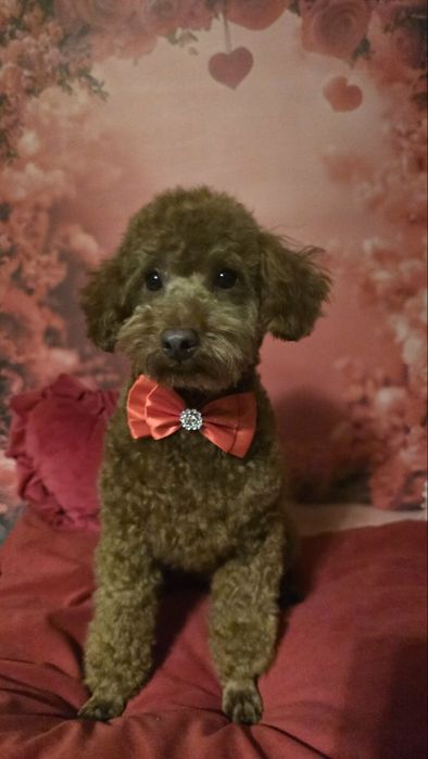 Pudel  miniaturai wychowywany z sercem