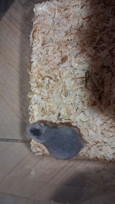 Chomik syryjski chomiki