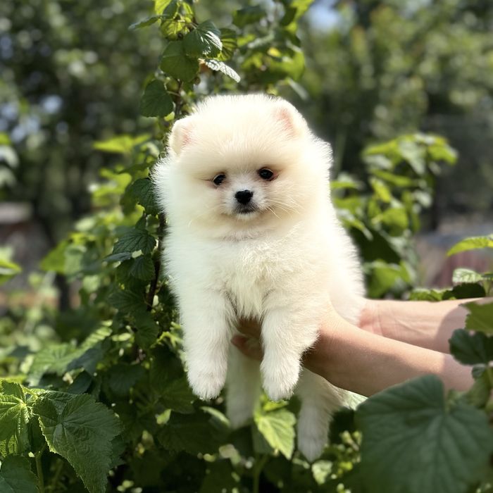 лялькова дівчинка шоу класу