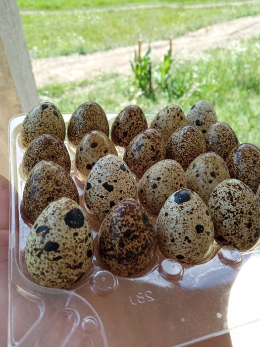 Перепелині яйця рахів