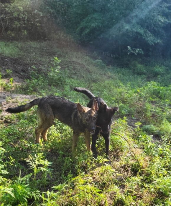 Песики 6-7 місяців