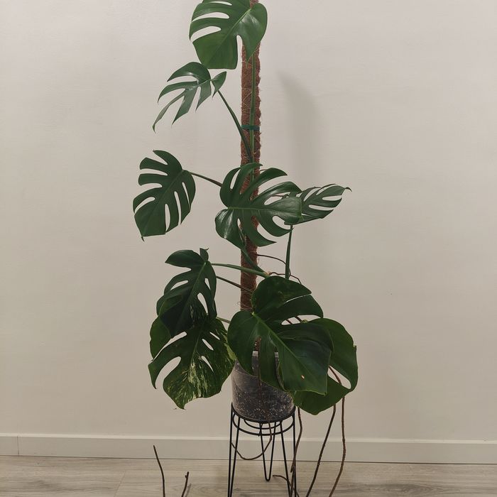 Montera deliciosa // planta interior