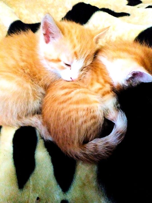 Віддам кошенят  безкоштовно