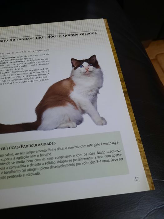 Gatos de Raça Royal Canin