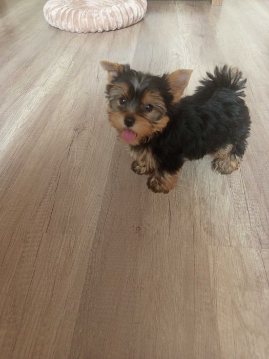 Yorkshire Terrier Zapraszam !